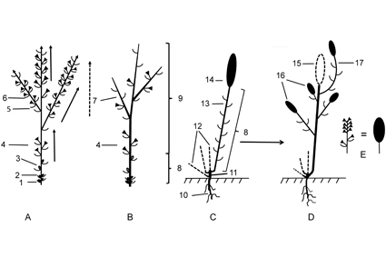 Phytotaxa's tweet photo. Flower arrangement and plant architecture in Atraphaxis, Bactria, and Persepolium (#Polygonaceae, Polygonoideae, Polygoneae) and their systematic implications
https://t.co/QzVSY1x1gE
#Taxonomy https://t.co/kHSGQicbJC