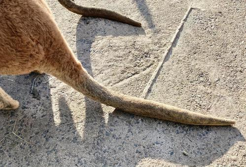 It's the mightiest of appendages  

I have a creeping suspicion they've placed a shadow ban on all non-decorative tails these past two tournaments.   

Two dozen tournament applications strapped to carrier pigeons don't just vanish overseas.  Not ALL of them, surely.