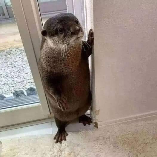 In_Otter_News2's tweet image. Steve returning home, looking guilty, after staying out drinking for a full 24 hours