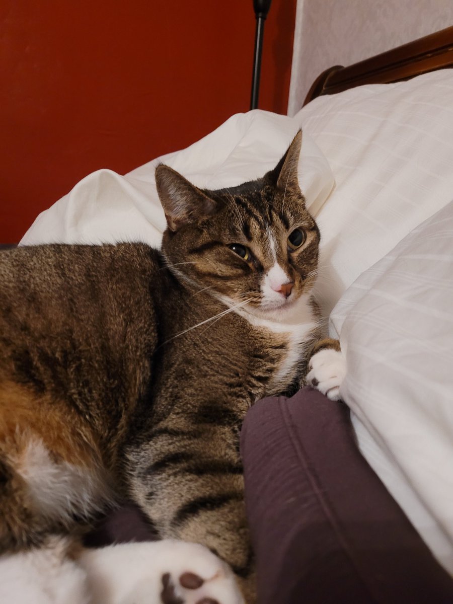 AudriOli's tweet photo. @Hat_Teeth Sending support in the form of another cat picture (her name's Maki Roll).
We'll stay here with you when you're down, and we'll be here still when you're up, regardless of the time it may take. You can get through this 🫂 https://t.co/gf6lw23nv3