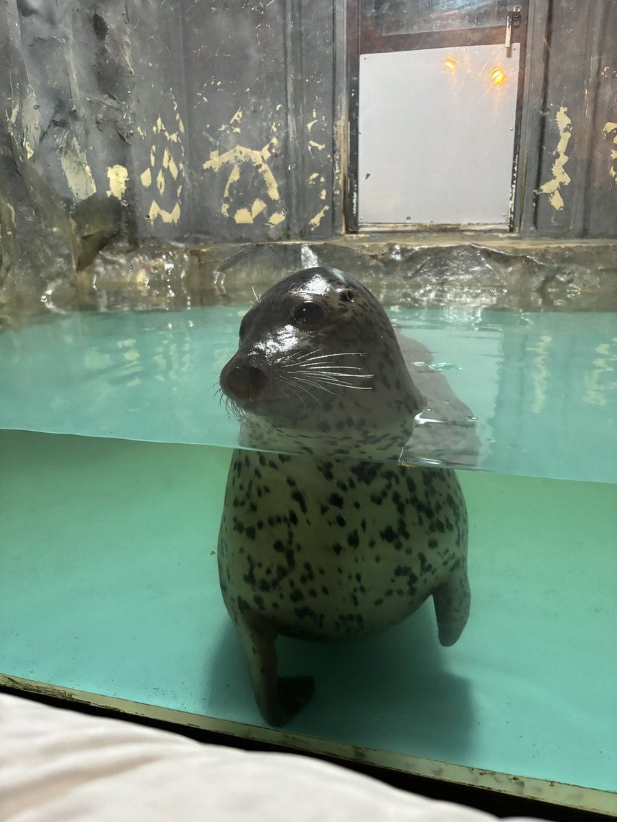 itachi644's tweet photo. ＜請協助轉發＞
請台灣的各位不要去ノースサファリサッポロ 與其飯店，這間自稱野生動物園已經嚴重違反動物福利，並有虐待動物的事實。
如果可以，請把這篇整理轉回日本行銷最前線
以下會有諸多可能讓人不適或是憤怒的照片，請各位謹慎觀看
首先前篇貼文我整理了那個接近囚禁動物的旅館，我來補足更多，首先是ノースサファリサッポロ 的旅館
1.海豹沒有休息躲藏空間，並沒有足夠讓他躺平的上岸點
2.企鵝空間狹小而且也同樣沒有遮蔽物，甚至只是用個塑膠盆裝水，完全達不到讓企鵝戲水的功用
3.海龜只是用珊瑚背景板，那只是過小的裸缸
4.獅子同樣空間狹小且無任何行為豐富的道具
5.遊客使用外面的設施時，動物們仍然在狹小空間內不會被帶出去，並且會被迫留在裡面過夜