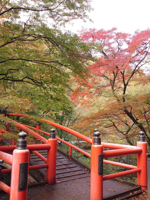 伊香保の河鹿橋、今が見頃でしょうな。 