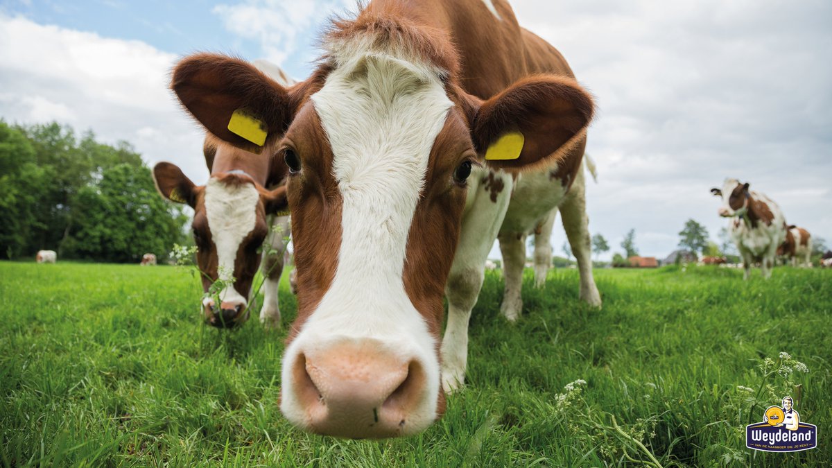 We zijn trots op onze Kaasmakers: CONO. Zij werken aan de hand van Caring Dairy. In 2023 hebben de deelnemers aan dit duurzaamheidsprogramma indrukwekkende resultaten geboekt. Lees er alles over op onze website: weydelandkaas.nl/nieuws/beter-m… #milieu #stikstof #co2 #duurzaamheid