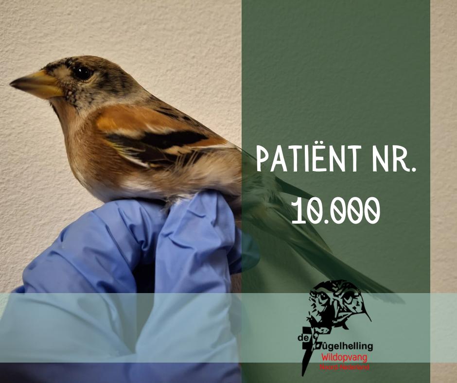 • #Patiënt nr. 10.000 •
Hoewel de drukte wat afneemt 
kwam eind #oktober #patiëntje nummer 10.000 van dit jaar al over de drempel bij de #Fûgelhelling. #Wildlife #wildopvang #dieren #inheems #revalidatie #opvang #vogels #zoogdieren #egel #eekhoorn #ree #das #uil #roofvogel