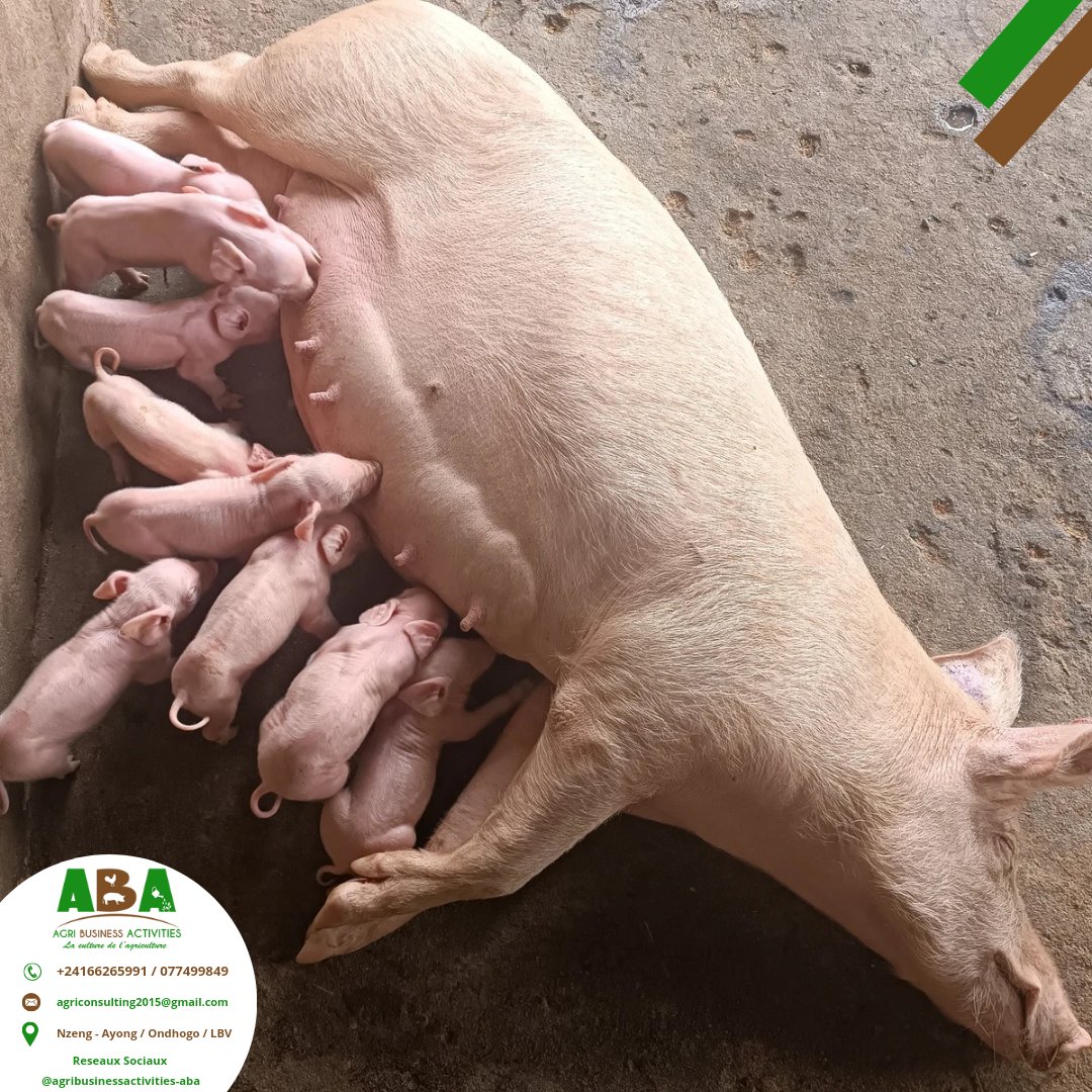 Chez ABA, la magie de la maternité s'opère en permanence.