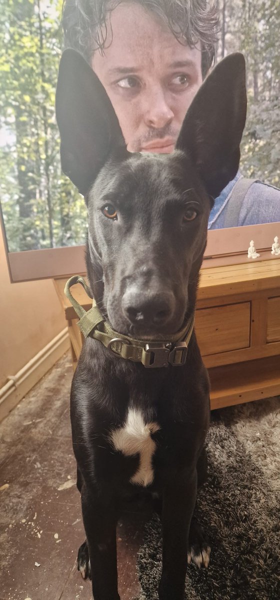 Please  retweet, special appeal to help Dewi find an experienced home - currently Dewi is in Kent, so a home in the South of England would be best #England #UK  
Meet Dewi our Australian Kelpie/#Podenco rescue. Dewi has had a bit of a bumpy start through no fault of his own