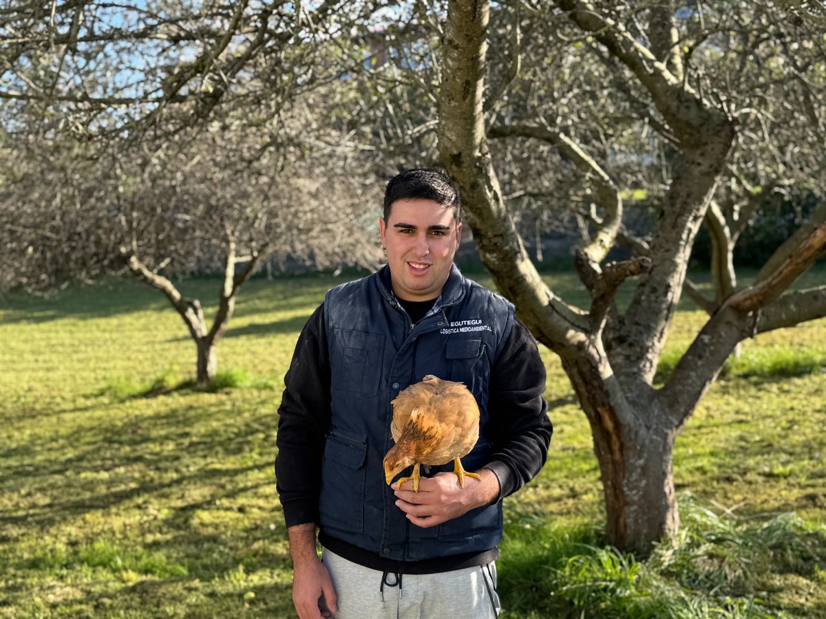 trebatuGip's tweet photo. #Trebatu proiektuari esker, Alain Ramosek bere ametsa errealitate bihurtzeko aukera du: nekazaritza eta abeltzaintza sektorean trebatzea 🐓
🧑🌾Alain, Arratzaingo hegazti-ustiategi batean dabil Trebalari moduan eta, 3.600 landa-oilasko 🐥 zaintzen ditu.
https://t.co/fQr3VdUxws https://t.co/9RdzOhXumT