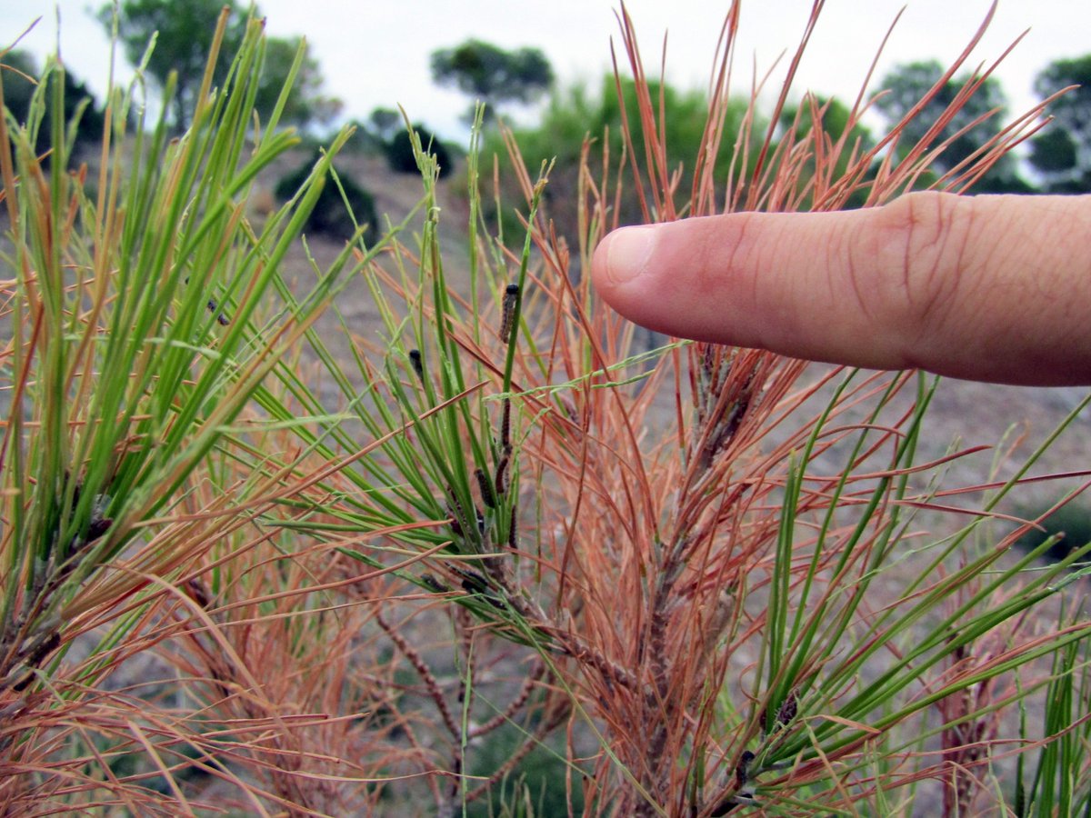 Ayuntamiento de Ejea de los Caballeros tweet media