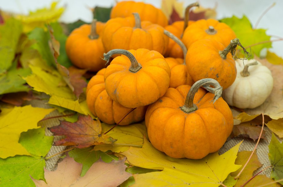 This Sunday 10th November, come along to Earswick Village Hall for the wonderful Autumn Fair!

Christmas cards, seasonal gifts, tombola, cakes and more to enjoy, with all proceeds going to York Against Cancer 🍂🍁

The fair will run from 2pm-4pm. We can't wait to see you there!