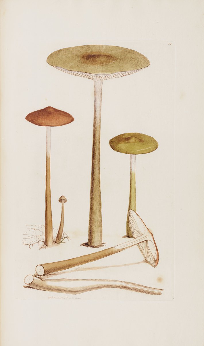 The_RHS's tweet image. From deadly dapperlings to weeping widows, discover the fascinating world of fungi with Sandra Lawrence, author of &apos;The Magic of Mushrooms&apos;, in our upcoming talk &apos;Fungus and Folklore&apos; at the RHS Lindley Library on 13 November 🍄 

Find out more: eventbrite.co.uk/e/lindley-late…