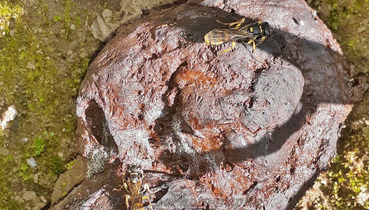 Geckoo76's tweet photo. The Field Digger Wasp , Mellinus arvensis, hunts flies on mammalian droppings. The female wasp walks over the droppings and with a sudden leap, seizes the fly in her mandibles; immobilises it with a sting, and then flies with it to her nest to leave it for her offspring. https://t.co/pCem87p97l