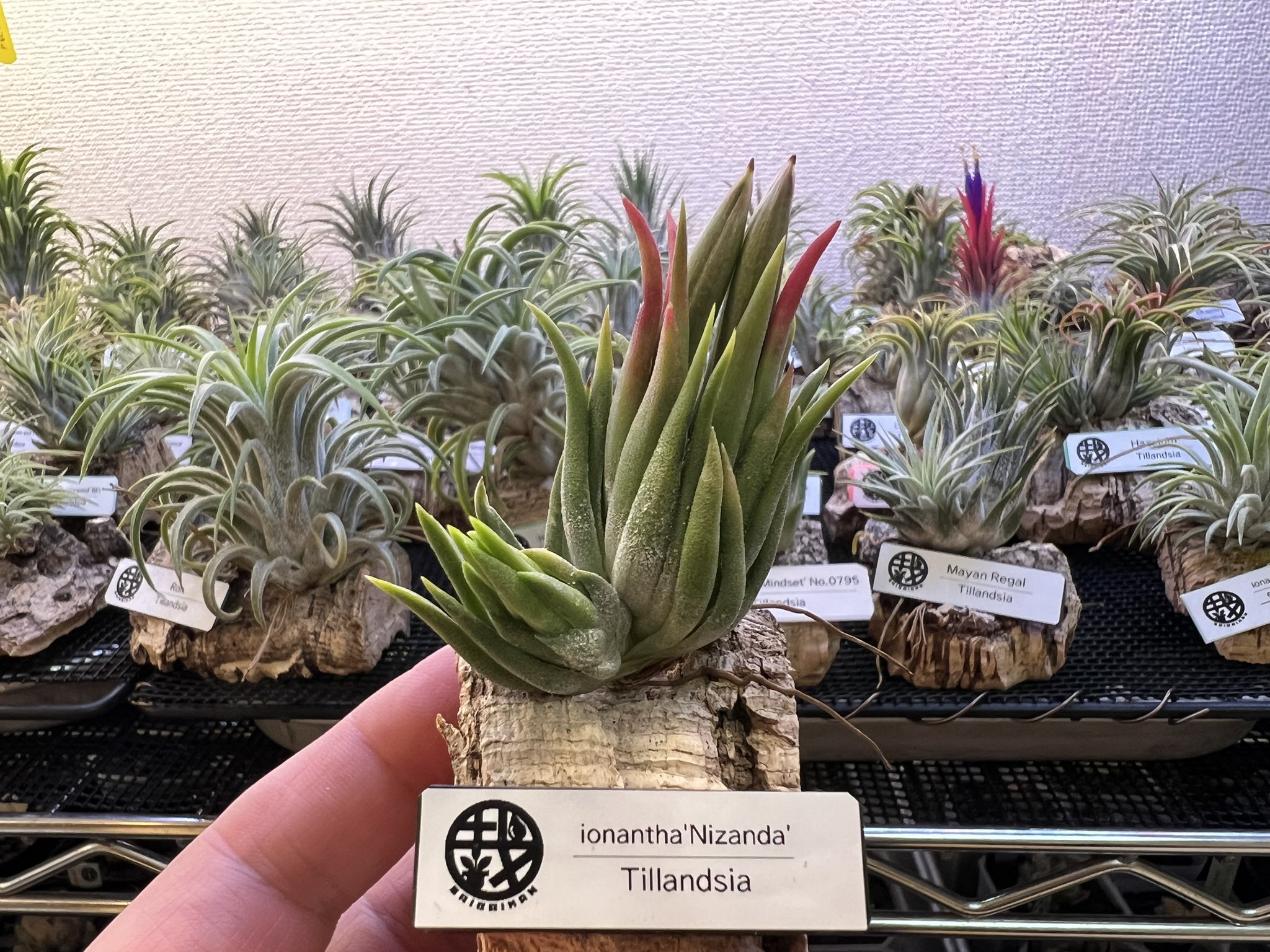Tillandsia Mayan Regal 速達発送 Tillandsia Mayan Regal 速達発送 現品】チランジア・マヤン