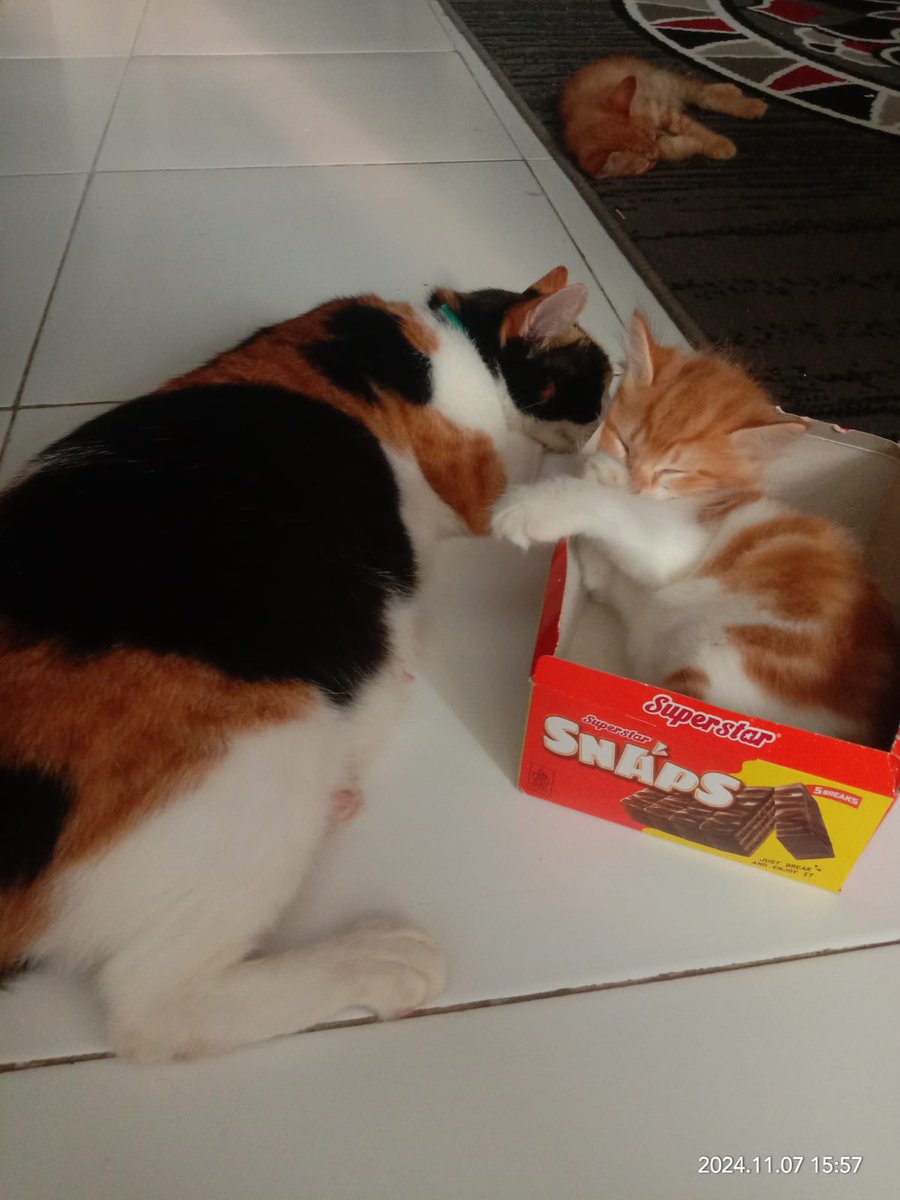 Narktown12's tweet photo. @ShouldHaveCat Yummy Cat https://t.co/ll1B2Yn2uH