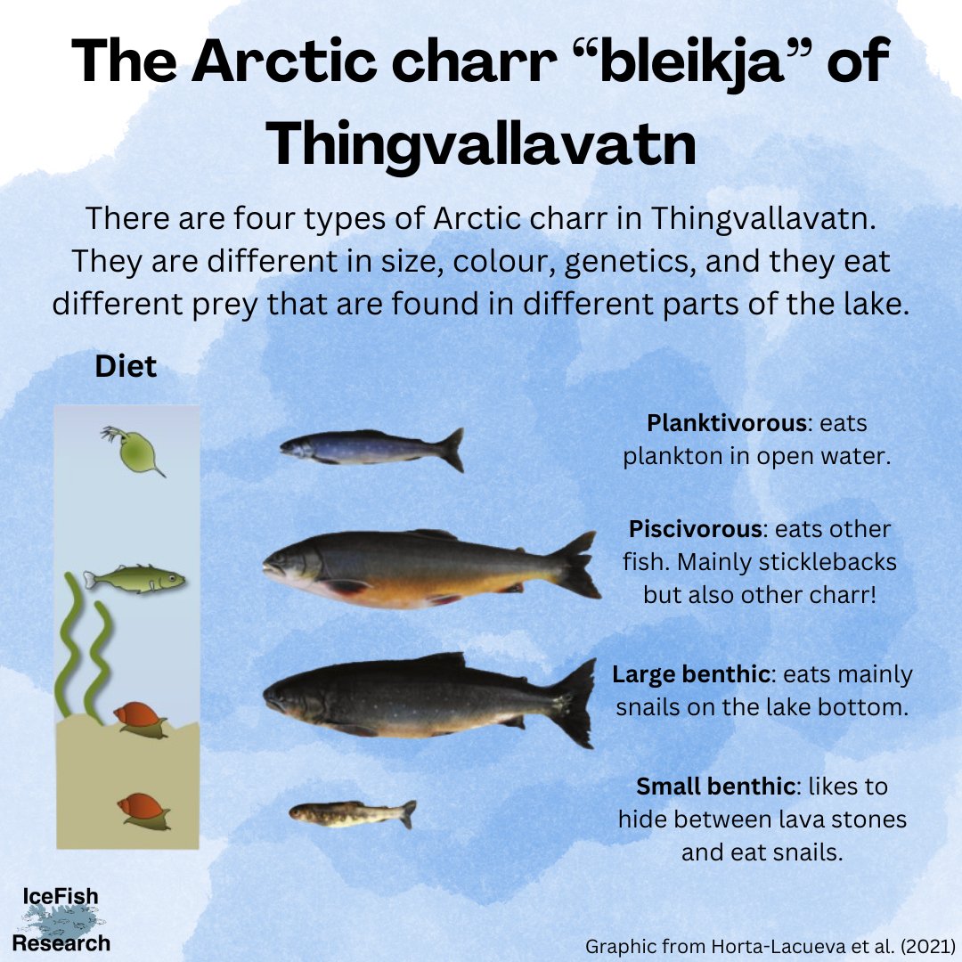 Did you know there are 4 morphs (types) of Arctic charr in Thingvallavatn?
It’s the same fish but very different in size, colour &amp; what they eat 🐟
Stay tuned for more posts on Arctic charr as many researchers are interested in studying them all over Iceland🇮🇸
#IceFishResearch