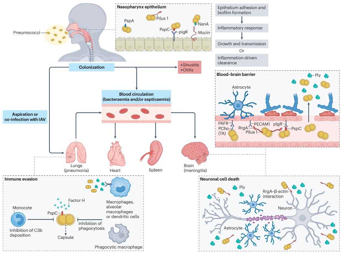 Nature Reviews Microbiology (@naturerevmicro) on Twitter photo Streptococcus pneumoniae epidemiology, pathogenesis and control
Henriques-Normark & co. explore recent insights into Streptococcus pneumoniae epidemiology, clinical disease and pathogenesis, as well as new treatment and prevention approaches
<a href="/BHN_Lab/">Henriques-Normark lab</a>
rdcu.be/dZqzB Streptococcus pneumoniae epidemiology, pathogenesis and control
Henriques-Normark & co. explore recent insights into Streptococcus pneumoniae epidemiology, clinical disease and pathogenesis, as well as new treatment and prevention approaches
<a href="/BHN_Lab/">Henriques-Normark lab</a>
rdcu.be/dZqzB