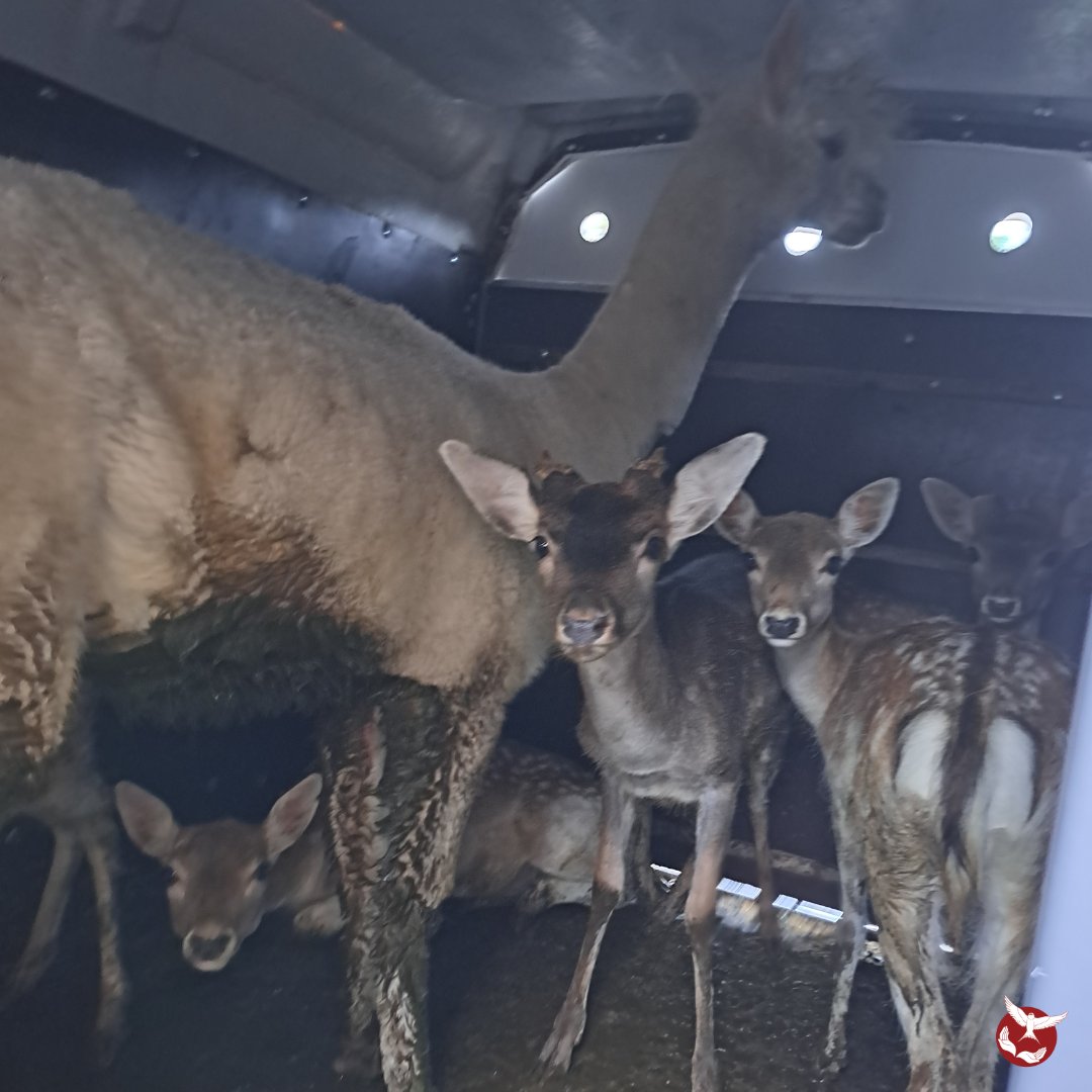 Hirondelle_csas's tweet image. 🚨 Nuit insolite à l’Hirondelle : un convoi d’animaux intercepté par la douane a trouvé refuge chez nous 🏠 Wallaby albinos, alpaga et compagnie, tous pris en charge avant de repartir dans de meilleures conditions. Une aventure mémorable ! 🦘🦙🚓 #Sauvetage #Douane #csas