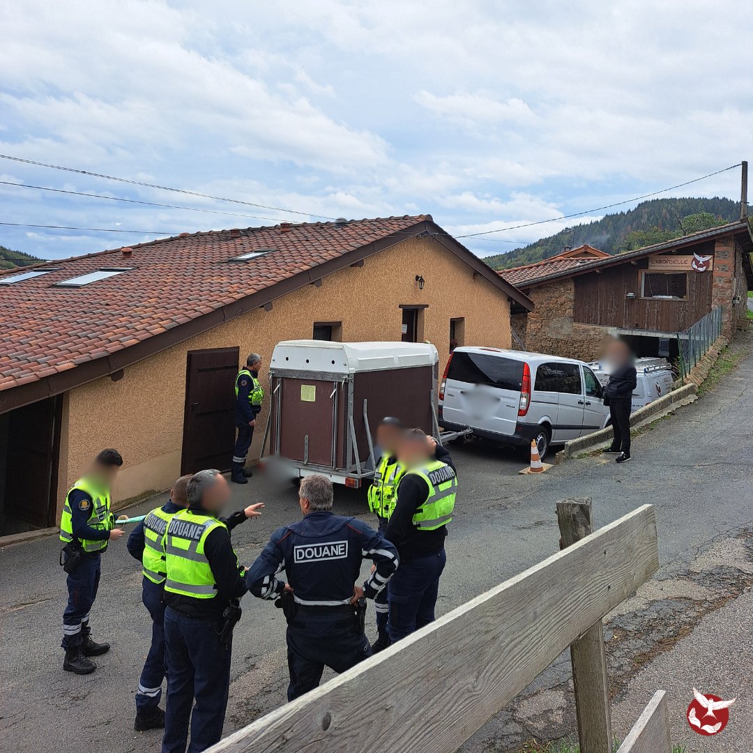 Hirondelle_csas's tweet image. 🚨 Nuit insolite à l’Hirondelle : un convoi d’animaux intercepté par la douane a trouvé refuge chez nous 🏠 Wallaby albinos, alpaga et compagnie, tous pris en charge avant de repartir dans de meilleures conditions. Une aventure mémorable ! 🦘🦙🚓 #Sauvetage #Douane #csas