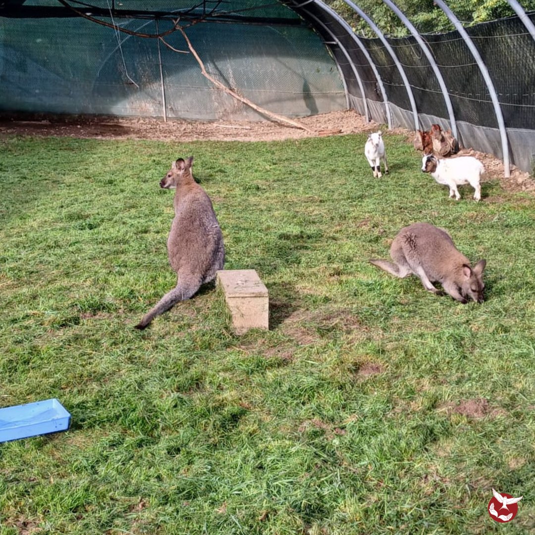 Hirondelle_csas's tweet image. 🚨 Nuit insolite à l’Hirondelle : un convoi d’animaux intercepté par la douane a trouvé refuge chez nous 🏠 Wallaby albinos, alpaga et compagnie, tous pris en charge avant de repartir dans de meilleures conditions. Une aventure mémorable ! 🦘🦙🚓 #Sauvetage #Douane #csas