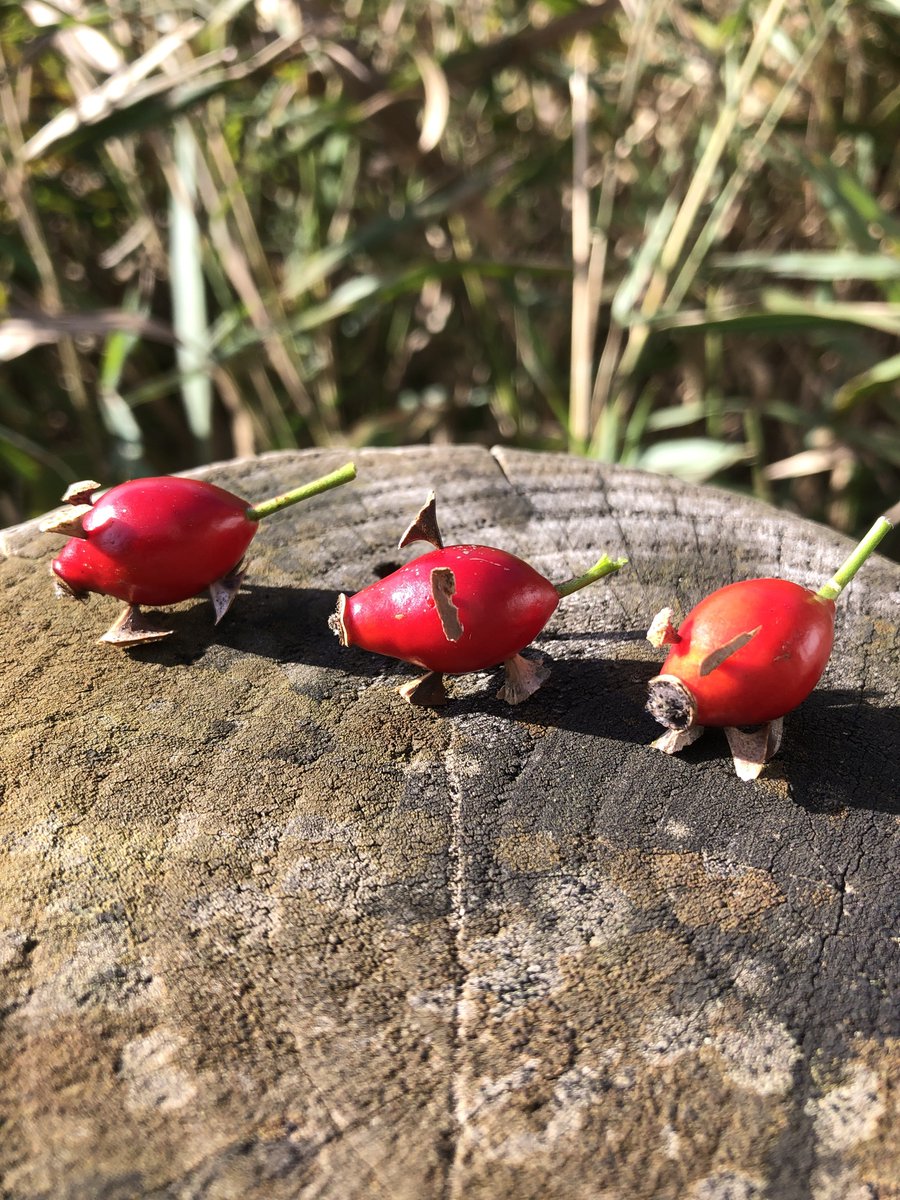 Did anyone else used to make Rose Hip Piggies? 🌹 🐷 

#wildeastdevon #rosehips #rosehipspigs #pigs #autumnfun #wildlife #nature #Devon