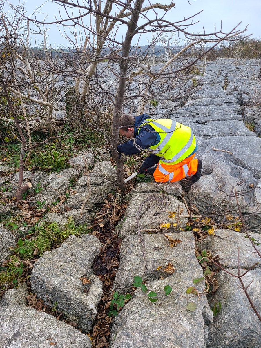 Welcome to the Limestone Pavement Partnership! Our aim is to build evidence and connect people to inform the conservation and management of limestone pavements. This week we have removed sycamore from an experimental management site.
For more info: lancaster.ac.uk/lec/research/l…