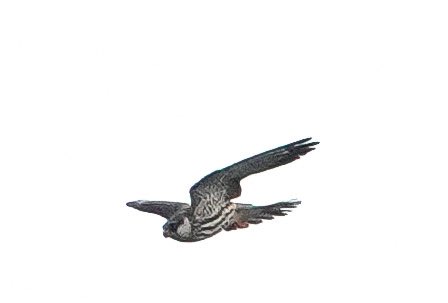 Nameri National Park & Tiger Reserve tweet media