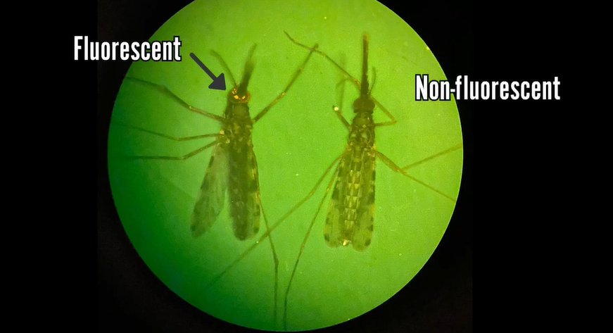 Target Malaria tweet media