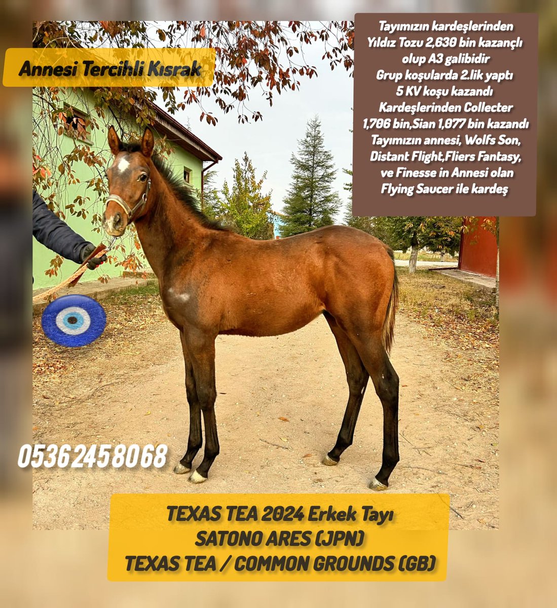 ▶️varmitalip.com.tr/index.php?rout… 🎯2024 Doğumlu #TercihliKısrak yavrusu Erkek Tay satışa sunulmuştur Baba:#SatonoAres,Anne Texas Tea🧿,Tayımızın kardeşlerinden Yıldız Tozu 2,630 bin kazançlı olup A3 galibidir Grup koşularda 2.lik yaptı 
5 KV koşu kazandı Kardeşlerinden Collecter
1,706