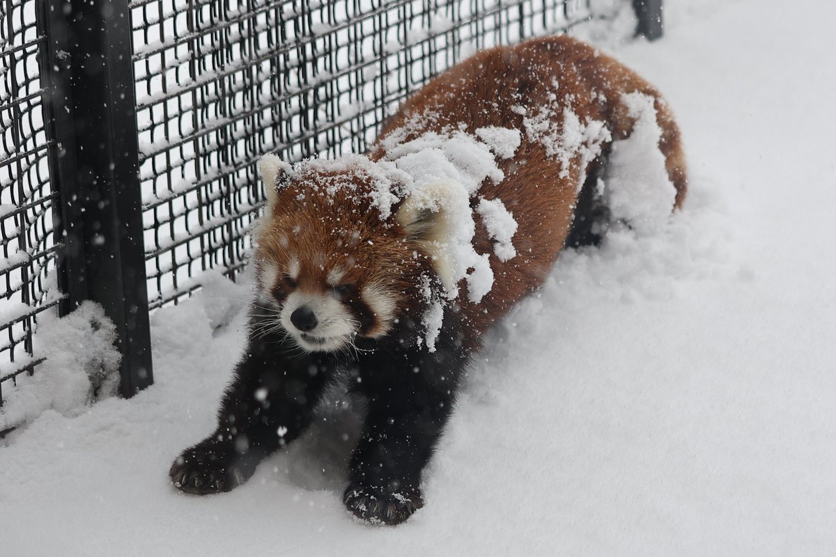 Ogw_FF11's tweet image. 雪が降るとレッサーパンダの季節に
#レッサーパンダ #円山動物園 #redpanda #zoo