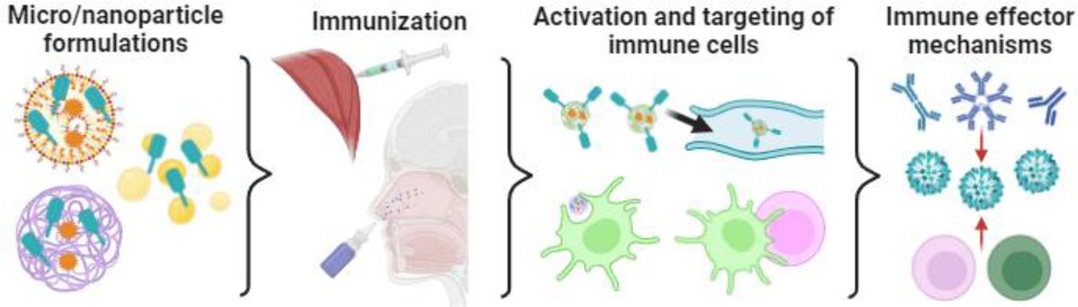 JCRnEDITORS's tweet photo. Microparticle and nanoparticle-based influenza vaccines.
| Kristy M. Ainslie @DPMP_UNC | @AinslieLab
#microparticle #nanoparticle #vaccine
https://t.co/cMuVM1xgWm https://t.co/1iGXfeM9wG