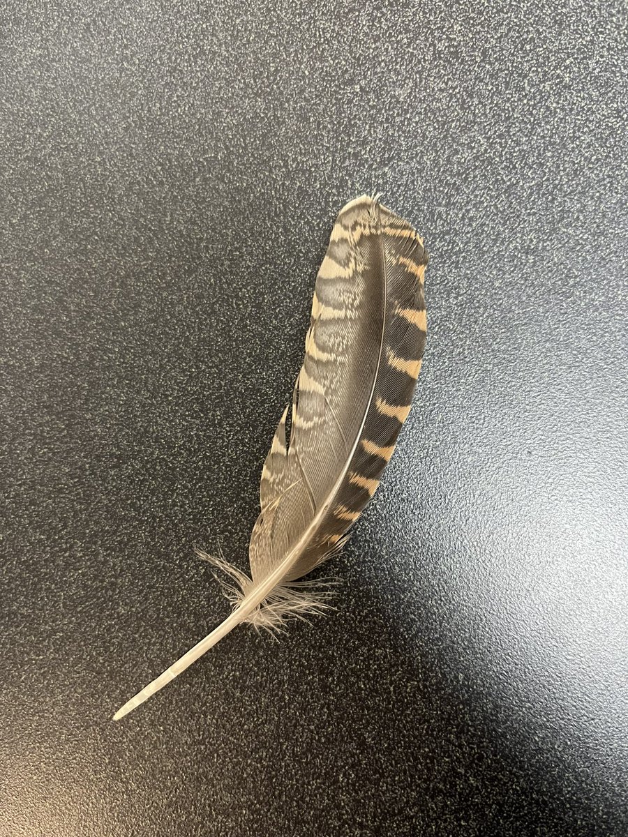 Jack Faulkner tweet media