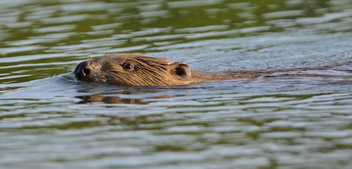 🦫Comment repenser notre rapport à l’eau ? Et si on s’inspirait du #castor ?Proposition partagée par le philosophe du vivant Baptiste Morizot <a href="/ActesSud/">Actes Sud</a>  et de nombreux écologues : comment apprendre du castor à restaurer nos rivières ? 🦫
📻Rdv à 14h10 TU, 15h10 h de Paris <a href="/RFI/">RFI</a>