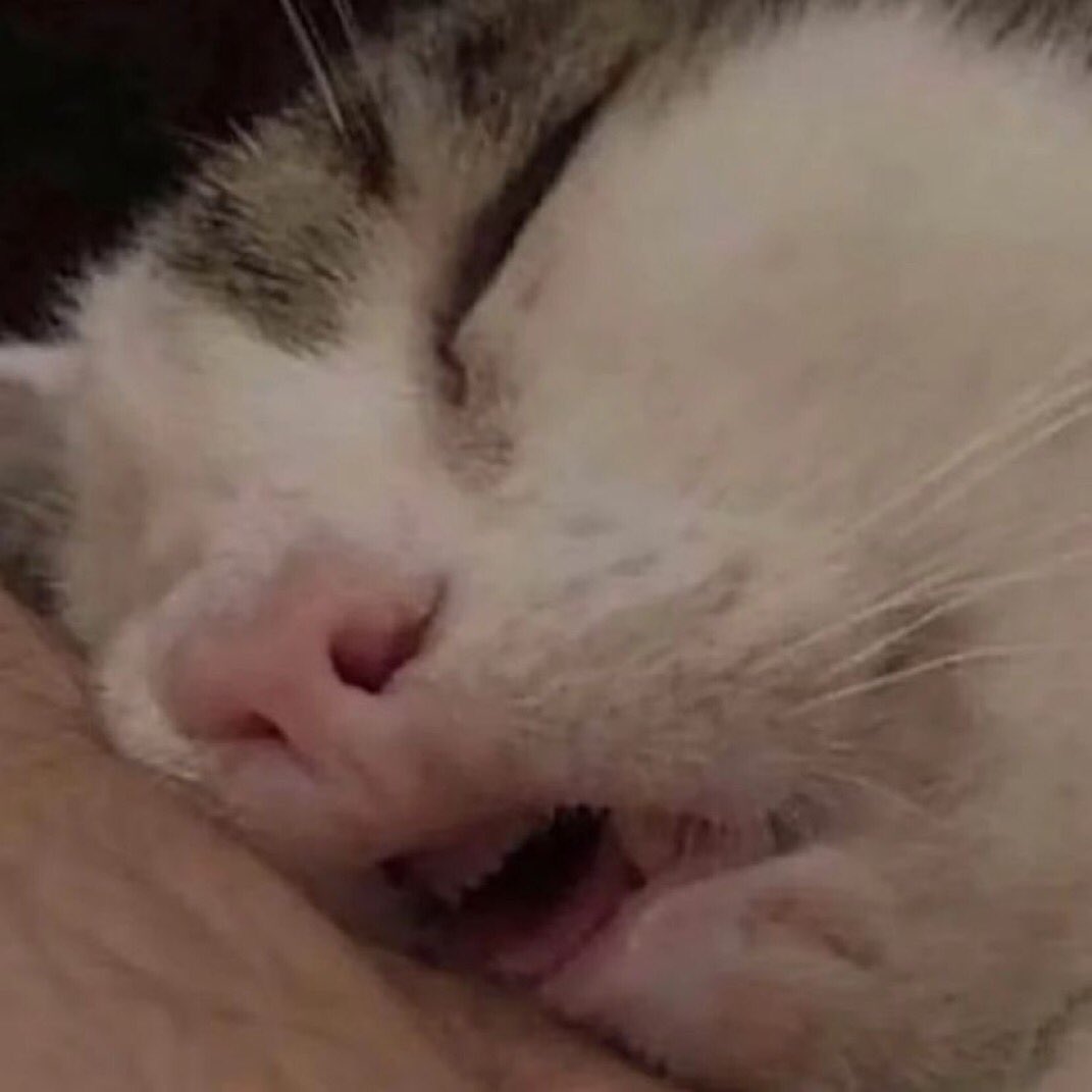 stupidcheesecat's tweet photo. https://t.co/BuwxsT4cnW