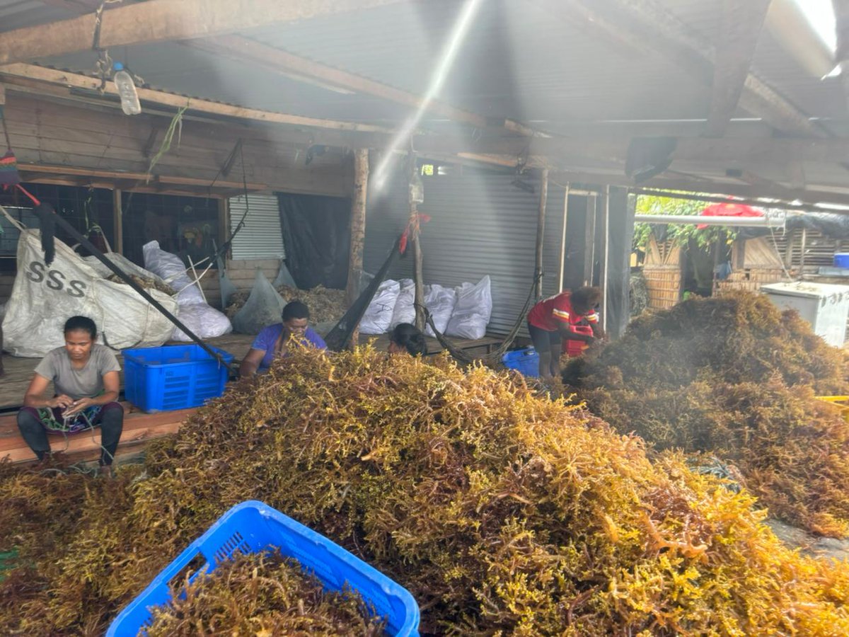 bppsdm_kp's tweet photo. #SobatBahari, rangkaian giat tim #BPPSDMKP pd 'Dispatch Expert' ke Kep. Solomon berlanjut dg site study aktivitas petani rumput laut di P. Benjamine, pulau terbesar produsen rumput laut di kawasan perairan Wagina.

#2024KKPBeyond #SDMUnggul #EkonomiBiru @in_radiarta  @kkpgoid https://t.co/GU3MCQJlkA