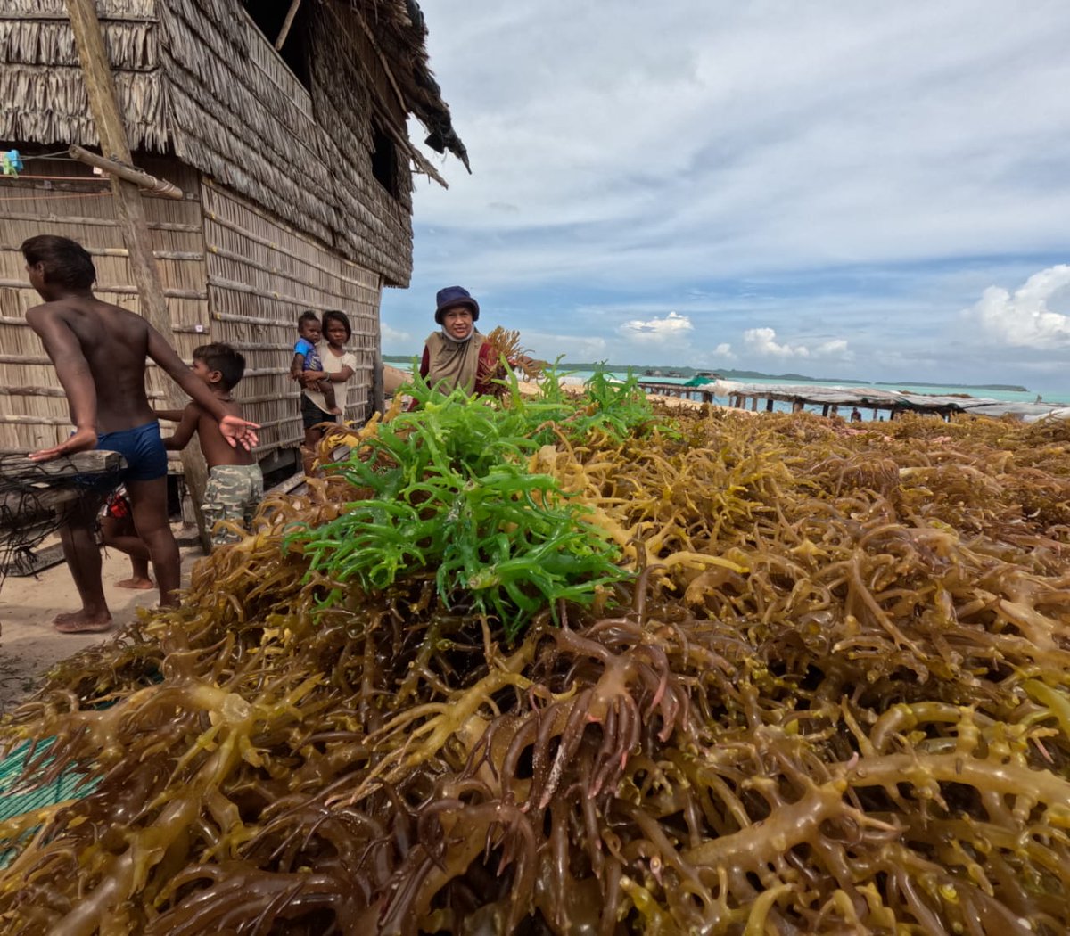bppsdm_kp's tweet photo. #SobatBahari, rangkaian giat tim #BPPSDMKP pd 'Dispatch Expert' ke Kep. Solomon berlanjut dg site study aktivitas petani rumput laut di P. Benjamine, pulau terbesar produsen rumput laut di kawasan perairan Wagina.

#2024KKPBeyond #SDMUnggul #EkonomiBiru @in_radiarta  @kkpgoid https://t.co/GU3MCQJlkA