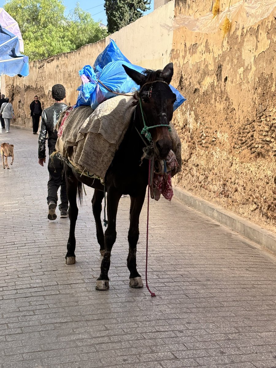 HazzyC's tweet photo. Tuesday Volubilis and Meknes; Wednesday Marinids with my niece Naomi, above Fes for sundown view; Thursday morning local walk — some of our #fes based adventuring in #morocco with @drewittclarke https://t.co/8UlrB6POlh