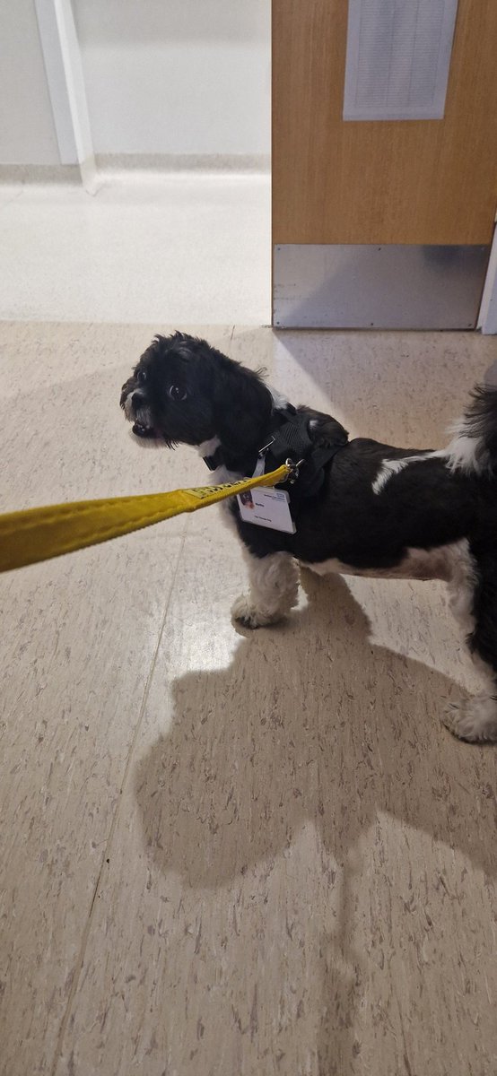 A visit from Martha the therapy dog onto <a href="/RCOTeamCAU/">TeamCAU</a> today 🐕