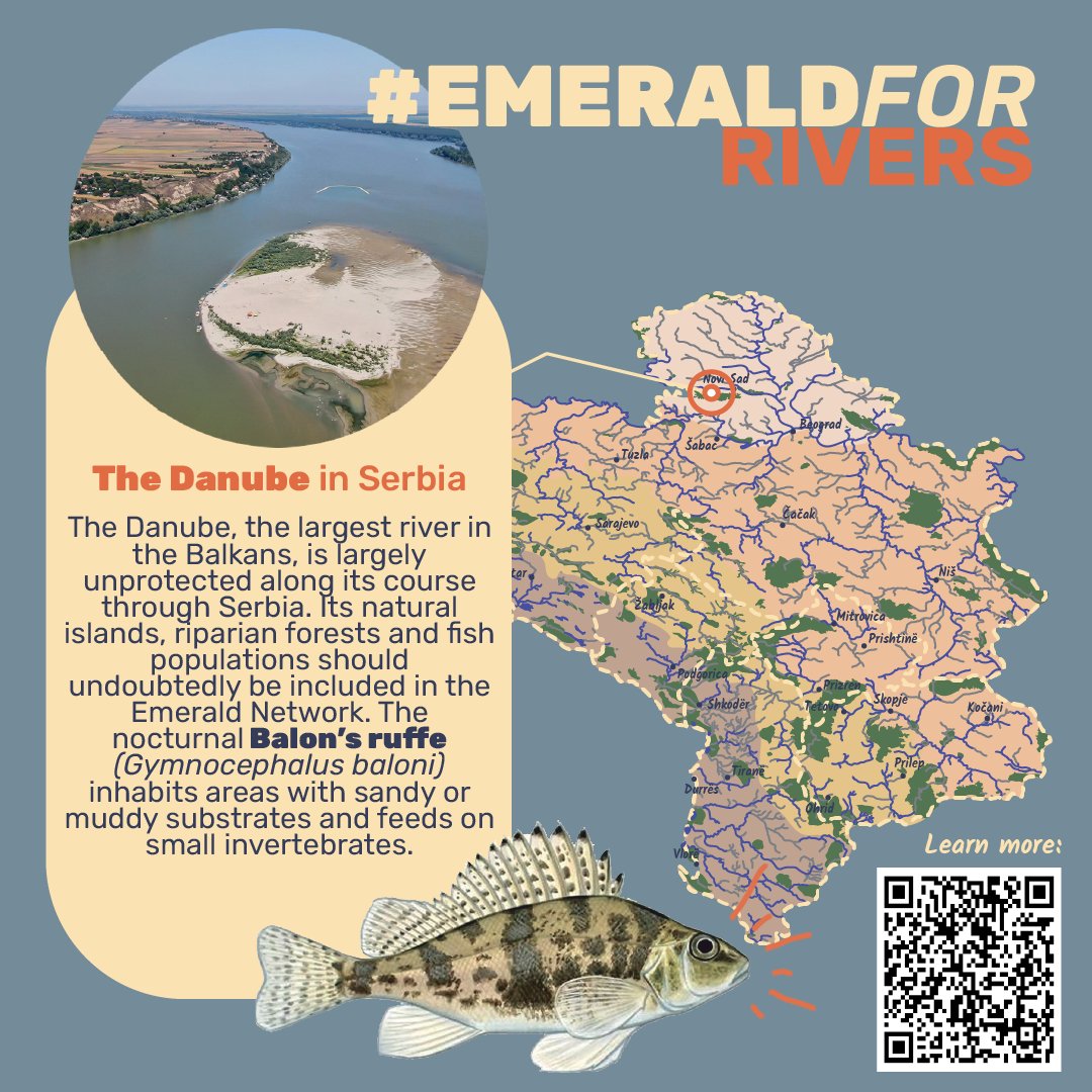 🌿 We call on Serbia to commit to expanding the Emerald Network and safeguarding the Danube for future generations. This vital river, home to unique species, deserves protection now. #EmeraldForRivers #ProtectDanubeRiver #BalkanBiodiversity 🌍