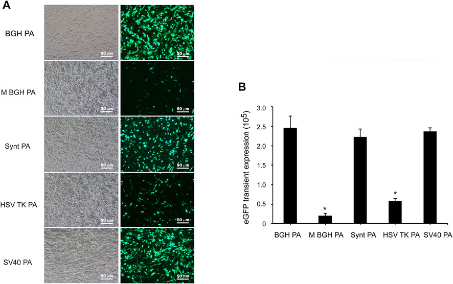 Jikkyleaks's tweet image. BGH poly-A and SV40 poly-A with the same expression using a reporter gene. 

Expression is far in excess of that from a natural HSV Poly-A. 

None of this should be injected into a human. 

#plasmidgate 

@JesslovesMJK 
frontiersin.org/journals/bioen…