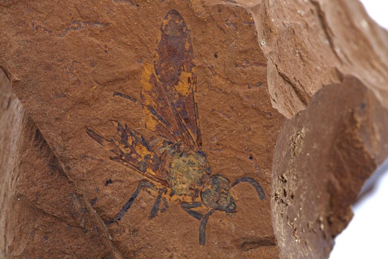 Royal Entomological Society (@royentsoc) on Twitter photo Fossil discovery 16 million yrs in the making: a well preserved sawfly, first of its kind in Australia, sheds new light on the co-evolution of insects & toxic plants.
Read about this fascinating find 🔽
royensoc.co.uk/news/fossil-sa…
<a href="/juanita_rodr/">Dr. Juanita Rodriguez</a> <a href="/CSIRO/">CSIRO</a> <a href="/WileyEcolEvol/">Wiley Ecology & Evolution</a> <a href="/Systematic_Ent/">Systematic Entomology</a> Fossil discovery 16 million yrs in the making: a well preserved sawfly, first of its kind in Australia, sheds new light on the co-evolution of insects & toxic plants.
Read about this fascinating find 🔽
royensoc.co.uk/news/fossil-sa…
<a href="/juanita_rodr/">Dr. Juanita Rodriguez</a> <a href="/CSIRO/">CSIRO</a> <a href="/WileyEcolEvol/">Wiley Ecology & Evolution</a> <a href="/Systematic_Ent/">Systematic Entomology</a>