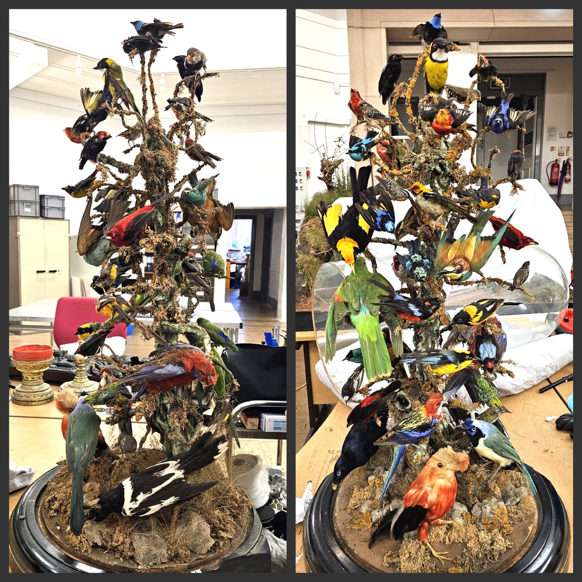 ConservationBob's tweet image. Ipswich Museum conservation for the redevelopment . A Victorian glass dome of birds. Dome carefully removed and glass cleaned. Birds cleaned with Symperonic and swabs. Crushed feathers returned to shape with cold steam. Some birds repositioned for safety. Work by Ashely and Peter