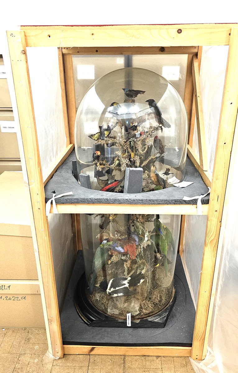 ConservationBob's tweet image. Ipswich Museum conservation for the redevelopment . A Victorian glass dome of birds. Dome carefully removed and glass cleaned. Birds cleaned with Symperonic and swabs. Crushed feathers returned to shape with cold steam. Some birds repositioned for safety. Work by Ashely and Peter
