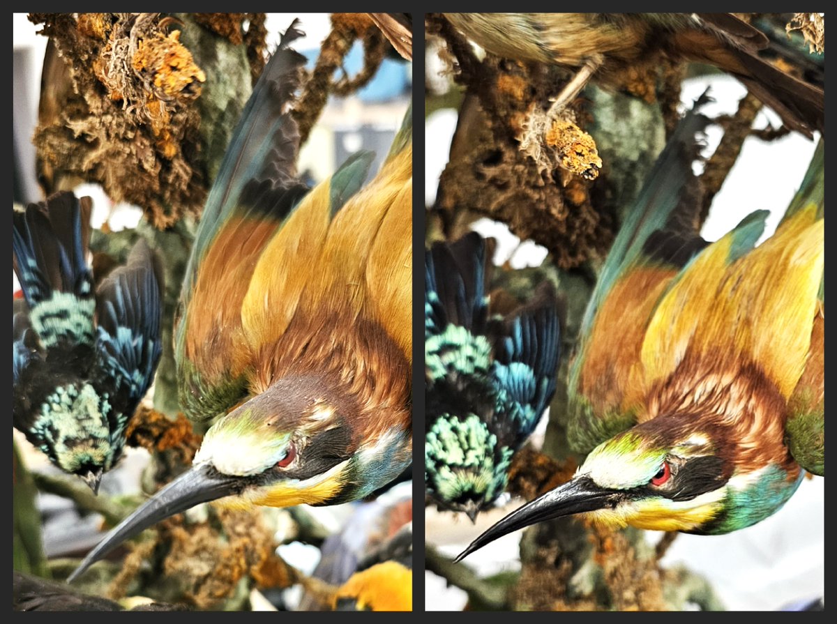 ConservationBob's tweet image. Ipswich Museum conservation for the redevelopment . A Victorian glass dome of birds. Dome carefully removed and glass cleaned. Birds cleaned with Symperonic and swabs. Crushed feathers returned to shape with cold steam. Some birds repositioned for safety. Work by Ashely and Peter