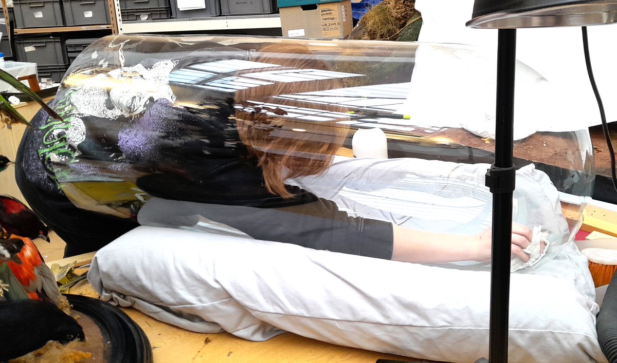 ConservationBob's tweet image. Ipswich Museum conservation for the redevelopment . A Victorian glass dome of birds. Dome carefully removed and glass cleaned. Birds cleaned with Symperonic and swabs. Crushed feathers returned to shape with cold steam. Some birds repositioned for safety. Work by Ashely and Peter