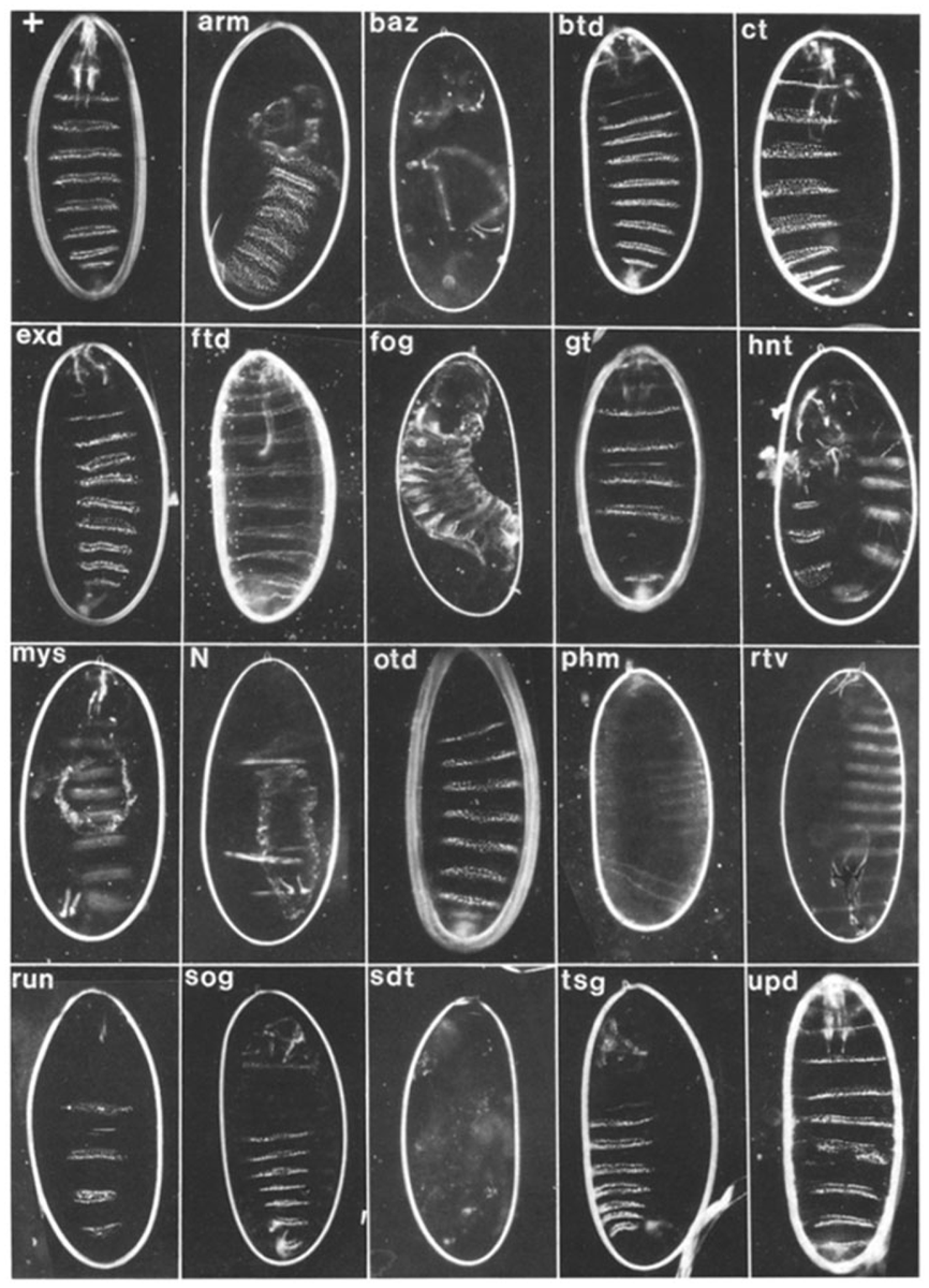 Development (@dev_journal) on Twitter photo 40 years since the Heidelberg genetic screen that revolutionized developmental and cell biology
Read this Perspective article from Mark Peifer <a href="/peiferlabunc/">Mark Peifer</a>, revisiting the genesis of the Heidelberg screen and the stories behind the experiments:
journals.biologists.com/dev/article/15… 40 years since the Heidelberg genetic screen that revolutionized developmental and cell biology
Read this Perspective article from Mark Peifer <a href="/peiferlabunc/">Mark Peifer</a>, revisiting the genesis of the Heidelberg screen and the stories behind the experiments:
journals.biologists.com/dev/article/15…