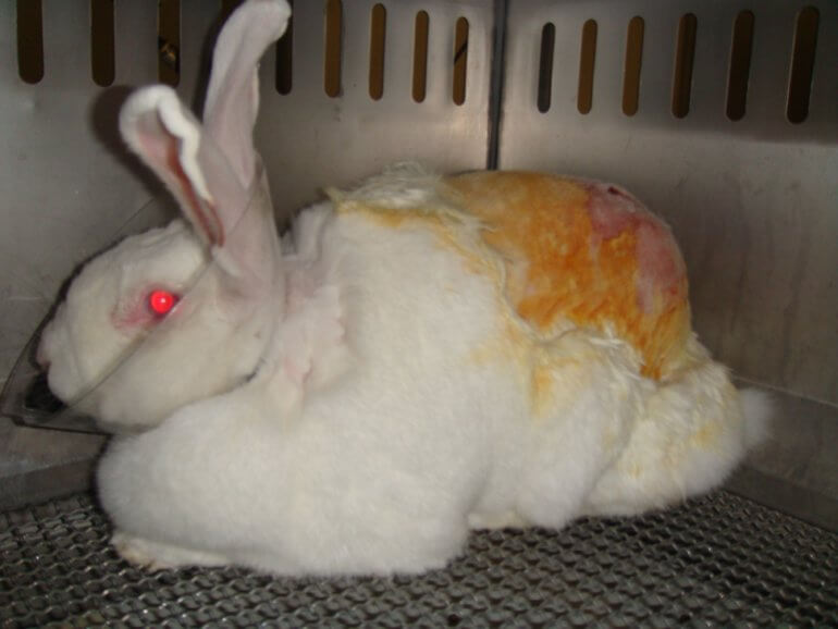 🐰💔 PARTAGEZ pour nous aider à mettre fin à tous les tests sur les animaux.