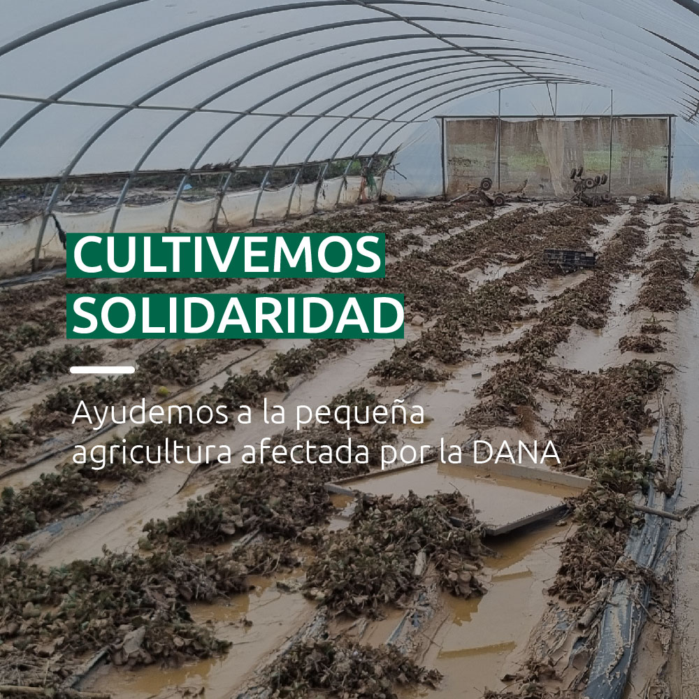 📢Varias organizaciones unimos fuerzas en la campaña #CultivemosSolidaridad por la agricultura familiar valenciana👩‍🌾

La DANA dejó cultivos anegados y maquinaria inservible, pero agricultores y agricultoras estuvieron ahí desde el primer momento, despejando caminos y ayudando.🚜
