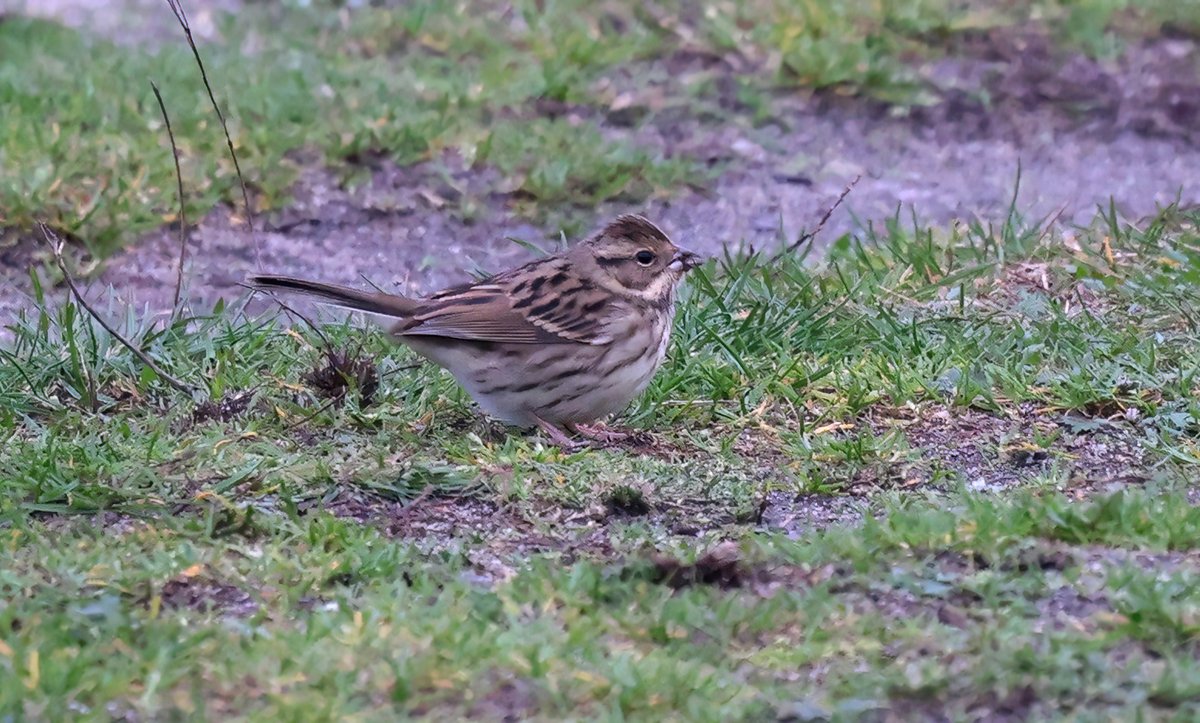Black-faced Bunting, Emberiza spodocephala photographed at Brantevik, Scania, Skåne by Anders Rimne, photo by David Erterius - 7th record for Sweden