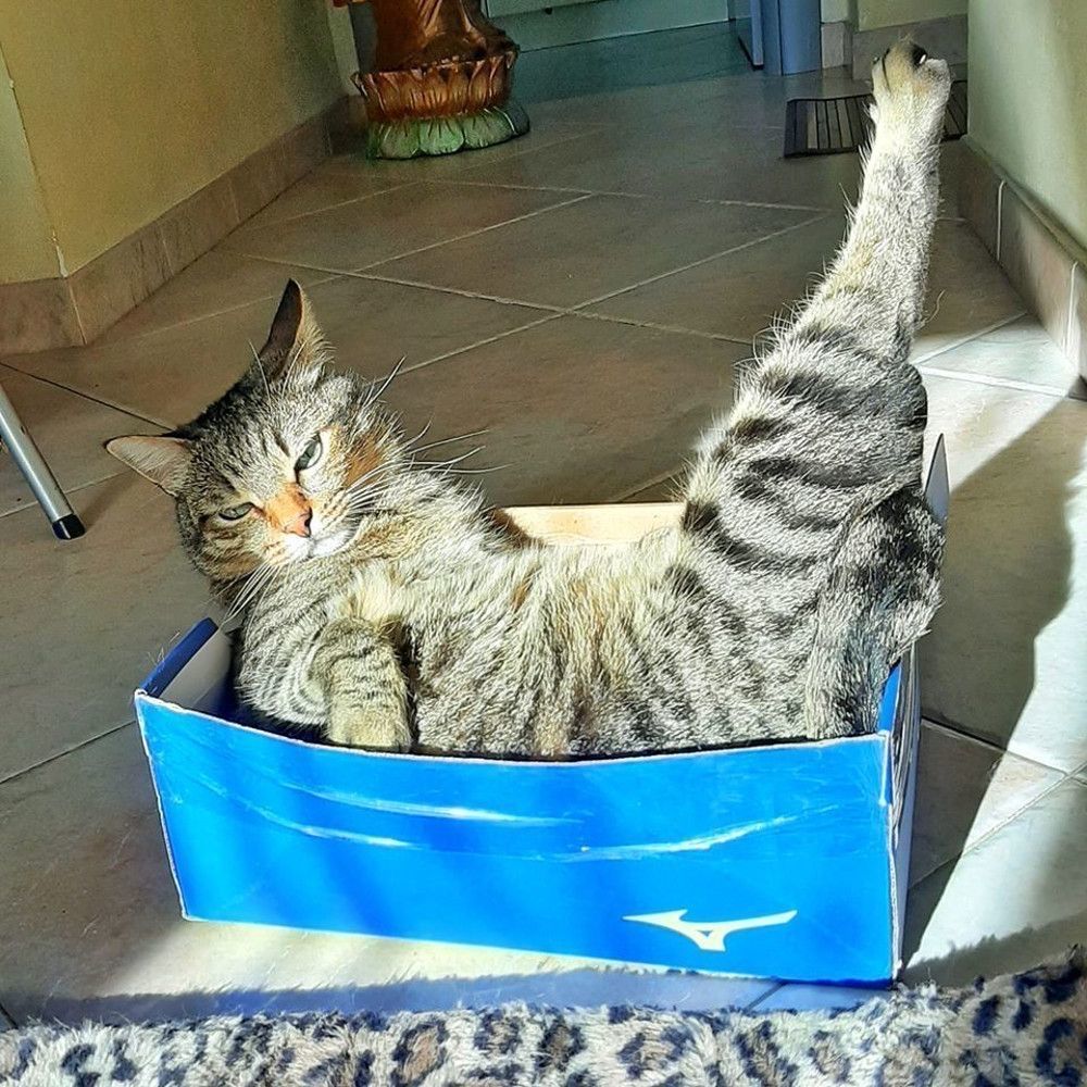 Why you should have a cat (@shouldhavecat) on Twitter photo 