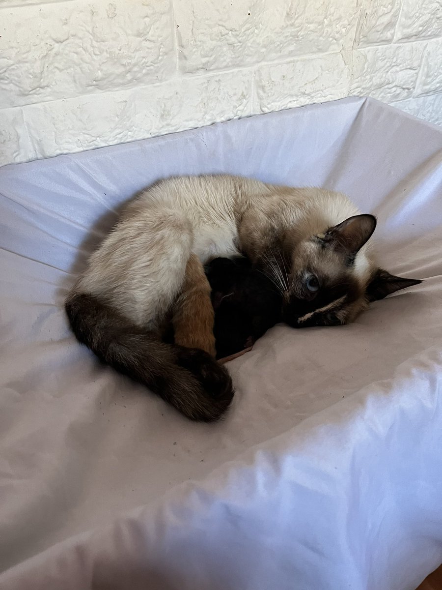 melskcc's tweet photo. me estoy muriendo de amor https://t.co/ruulLvo2Av