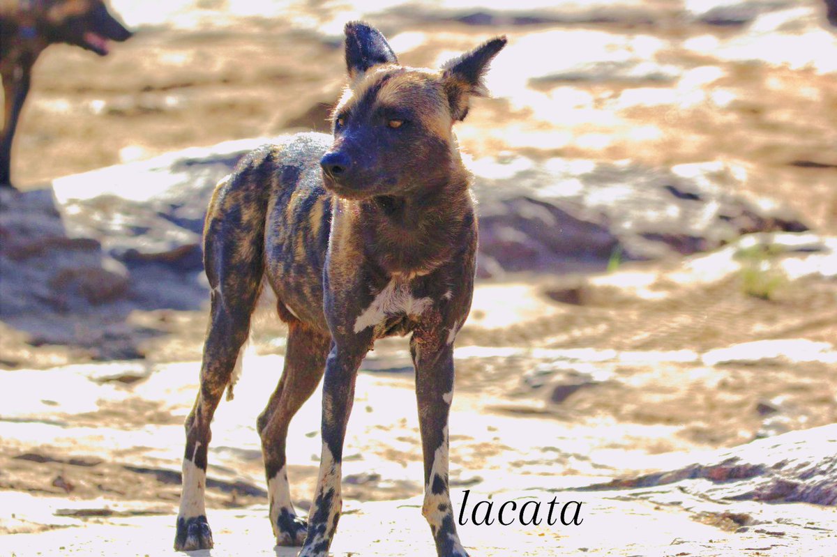 Dr. James ג'יימס ጄምስ (@le_ngatia) on Twitter photo Portrait of a Warrior - 🪖 - a resilient warrior.
<a href="/PaintedDogPDC/">Painted Dog Conservation</a> <a href="/wilddog_mu/">Wild Dog</a> <a href="/MpalaWildDogs/">Mpala Wild Dogs</a> <a href="/VoyaWolfProject/">Voyageurs Wolf Project</a> <a href="/nywolforg/">Wolf Conservation Center 🐺</a> <a href="/wolfhavenint/">Wolf Haven International</a>
#wolffurry #wilddog #conservation Portrait of a Warrior - 🪖 - a resilient warrior.
<a href="/PaintedDogPDC/">Painted Dog Conservation</a> <a href="/wilddog_mu/">Wild Dog</a> <a href="/MpalaWildDogs/">Mpala Wild Dogs</a> <a href="/VoyaWolfProject/">Voyageurs Wolf Project</a> <a href="/nywolforg/">Wolf Conservation Center 🐺</a> <a href="/wolfhavenint/">Wolf Haven International</a>
#wolffurry #wilddog #conservation